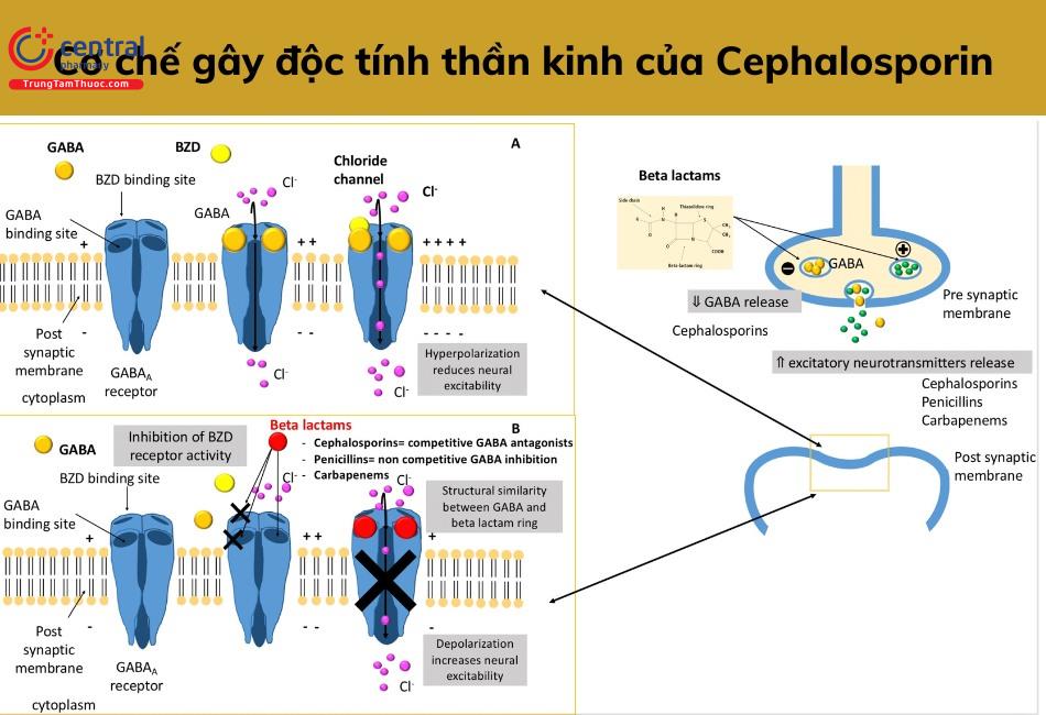 Cơ chế gây nhiễm độc thần kinh của Cephalosporin