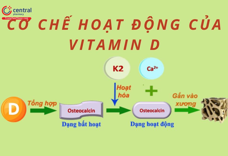 Cơ chế hoạt động của vitamin D
