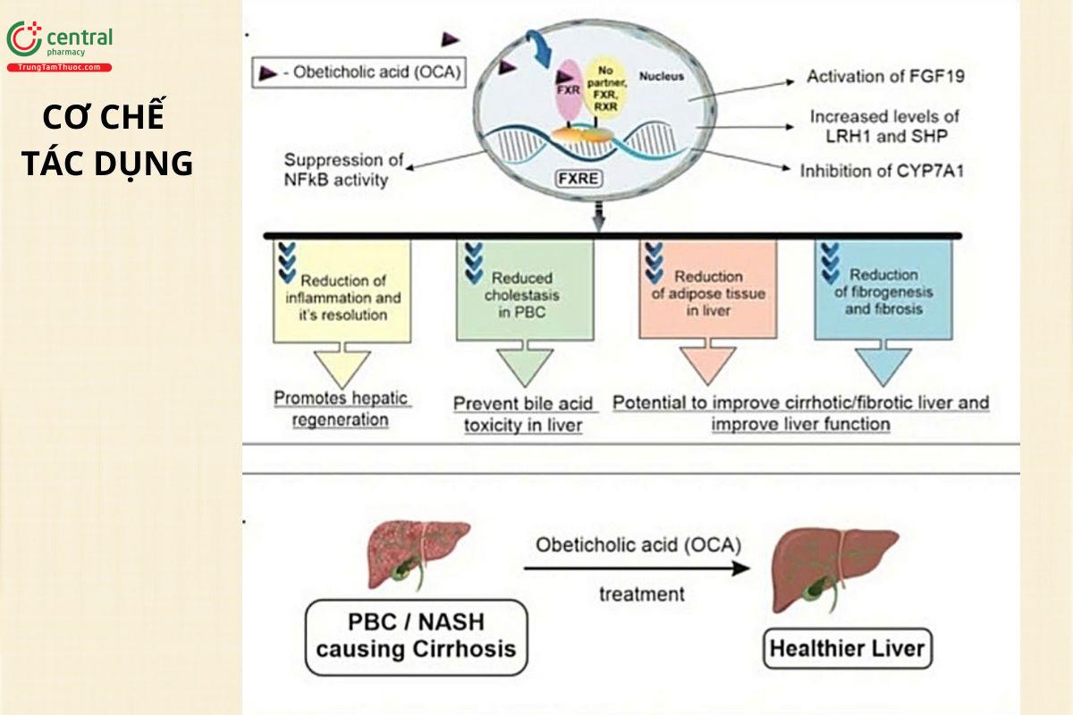 Cơ chế tác dụng của Axit Obeticholic