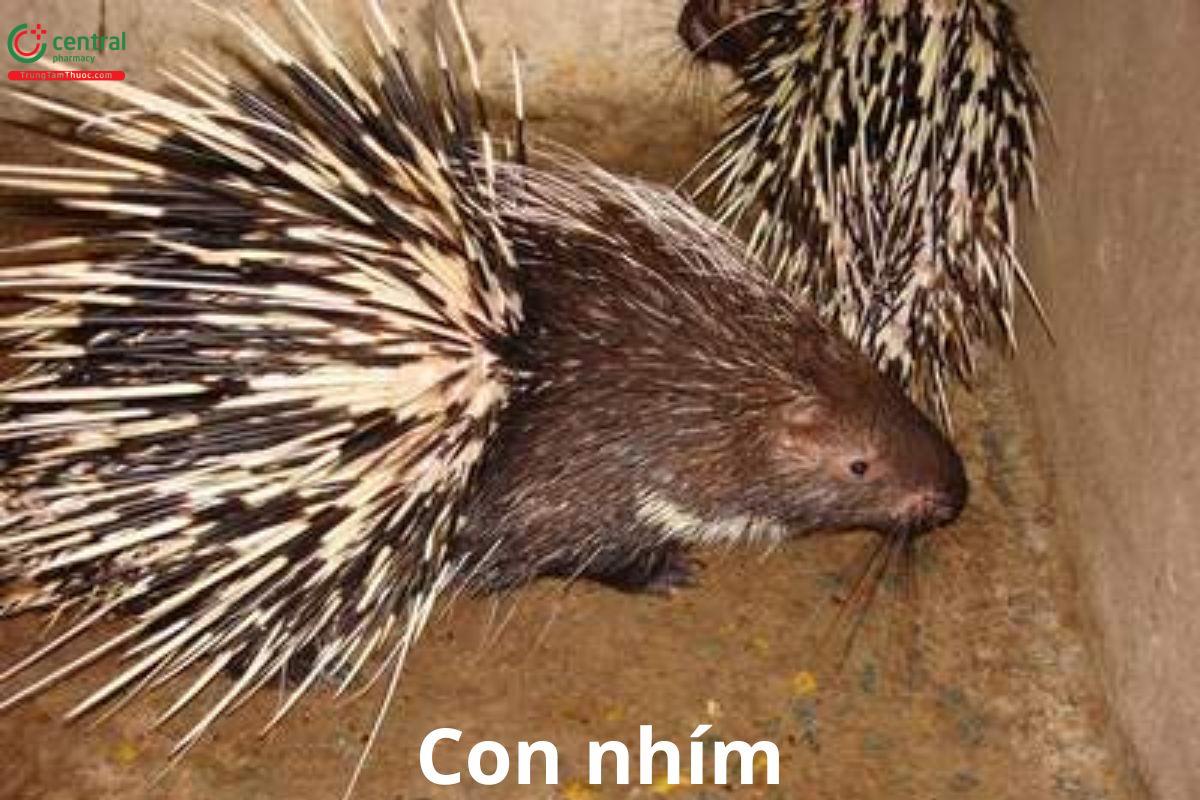 Con nhím