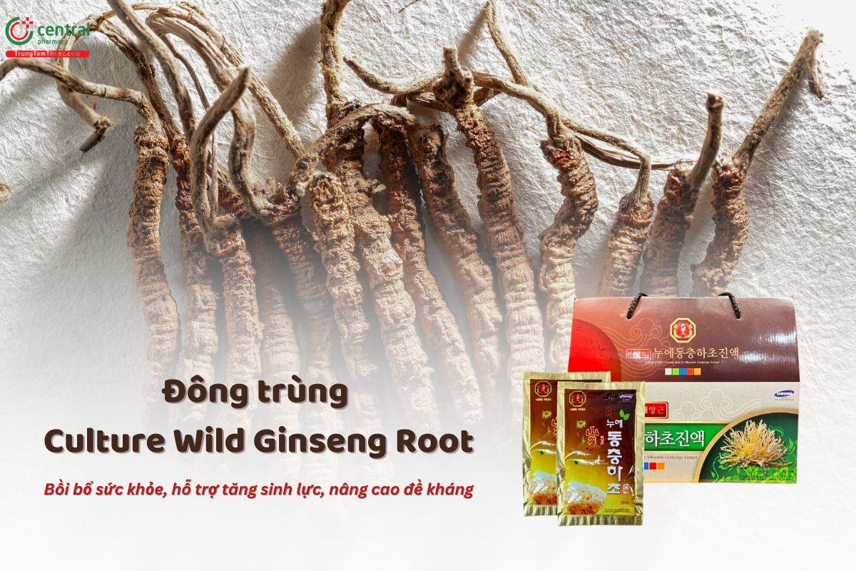 Đông trùng hạ thảo Culture Wild Ginseng Root có tác dụng gì?