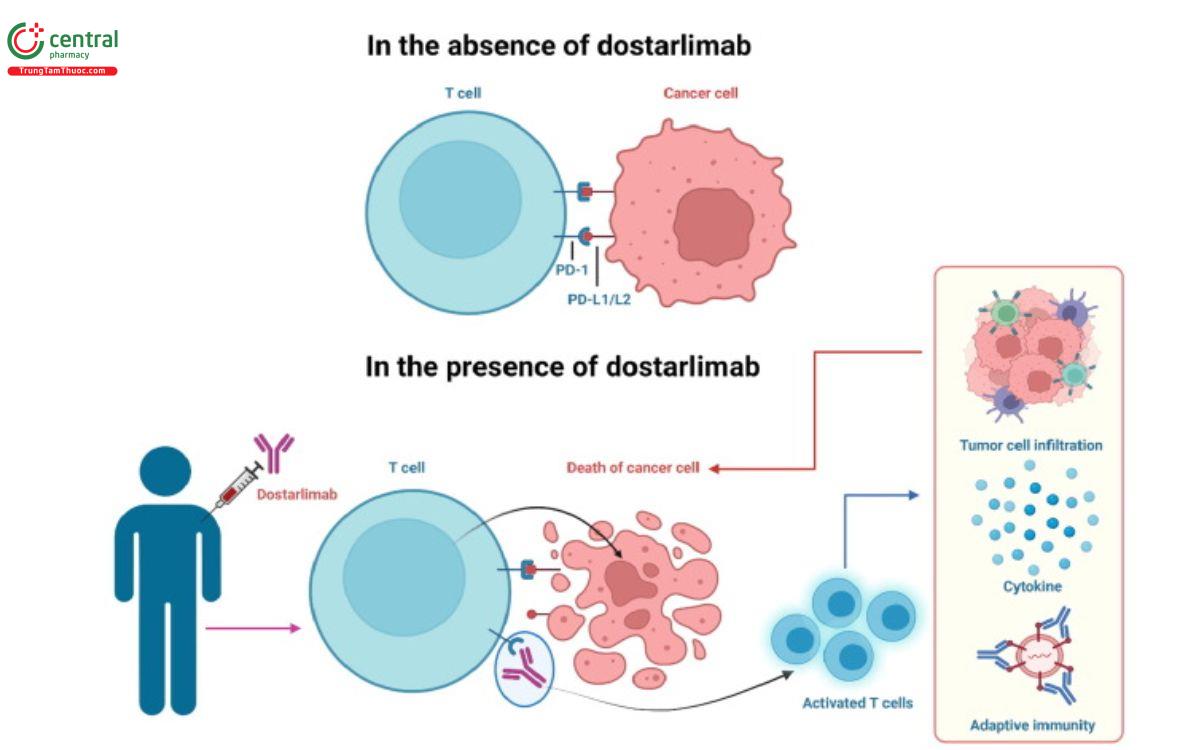 Cơ chế Dostarlimab