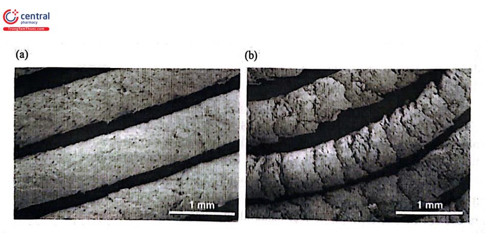 Hình 9. Hình ảnh trên kính hiển vi điện tử quét (SEM) của sợi đùn: (a) có bề mặt nhẵn, mịn và (b) thô, ráp [19] 