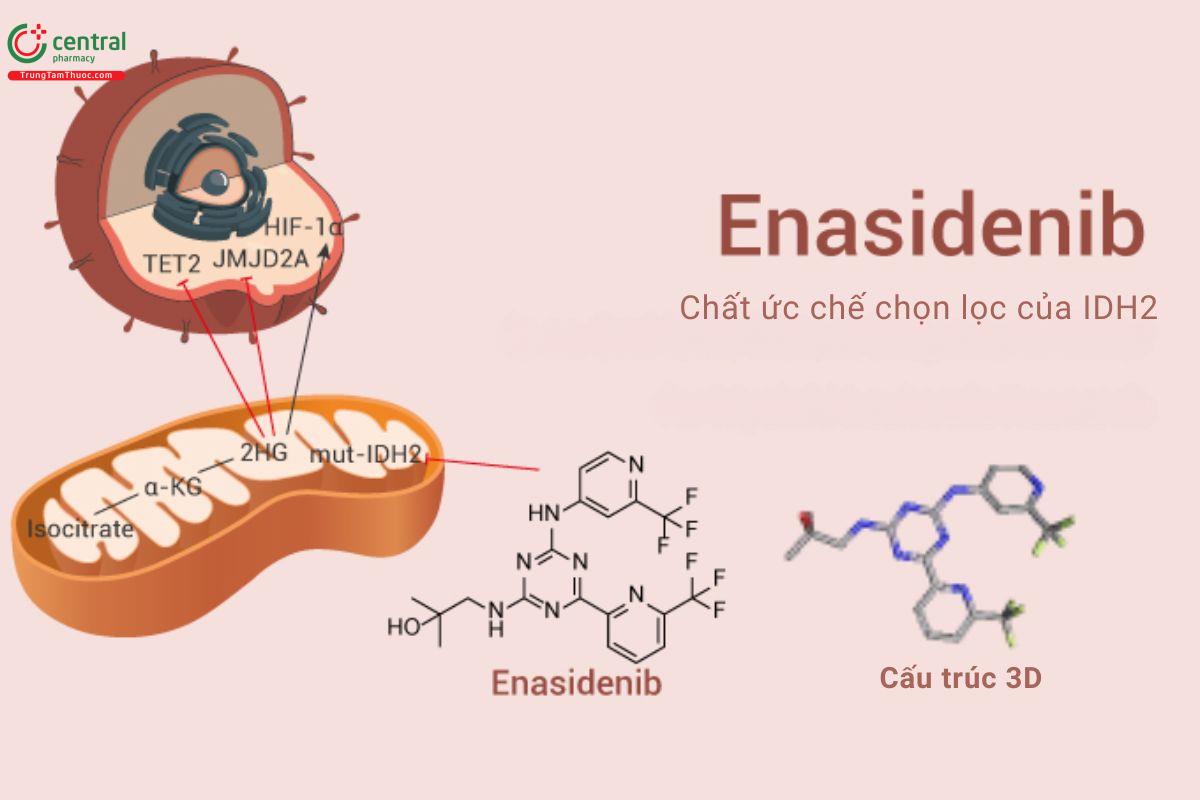 Cơ chế thuốc Enasidenib