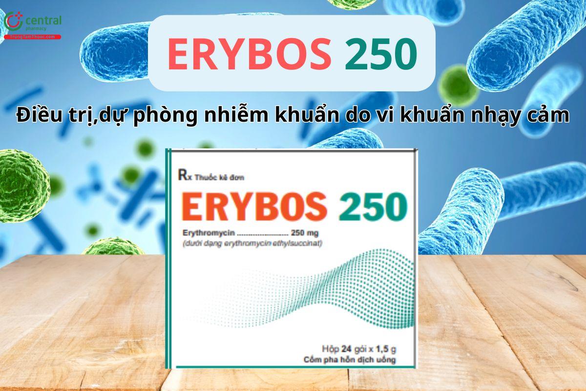 Erybos 250 điều trị nhiễm khuẩn do tác nhân còn nhạy cảm với Erythromycin