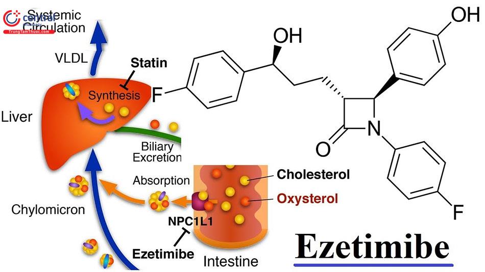 Cơ chế hoạt động Ezetimibe