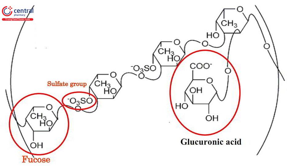 Cấu trúc của Fucoidan