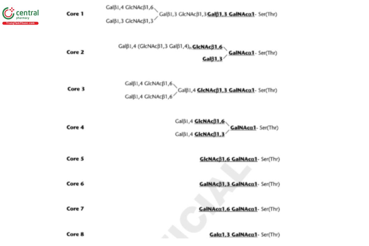 Figure 2. Common core structures of O-glycans (bold and underlined). Sugar abbreviations as in Appendix 1.