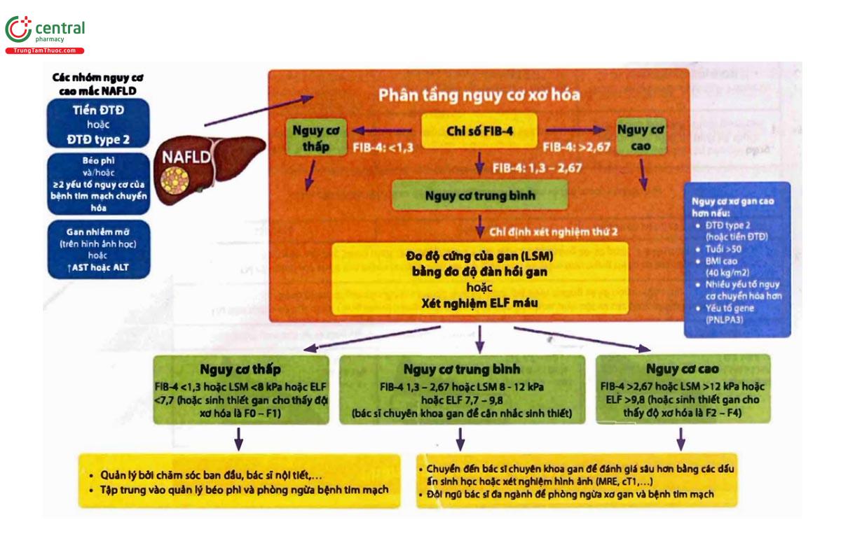 PHÒNG NGỪA XƠ GẤN TRỌNG NAFLD