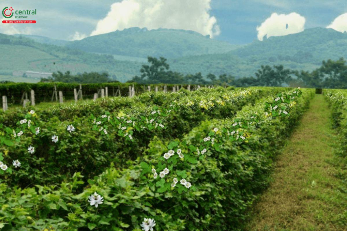 Phát triển vùng nguyên liệu dược liệu
