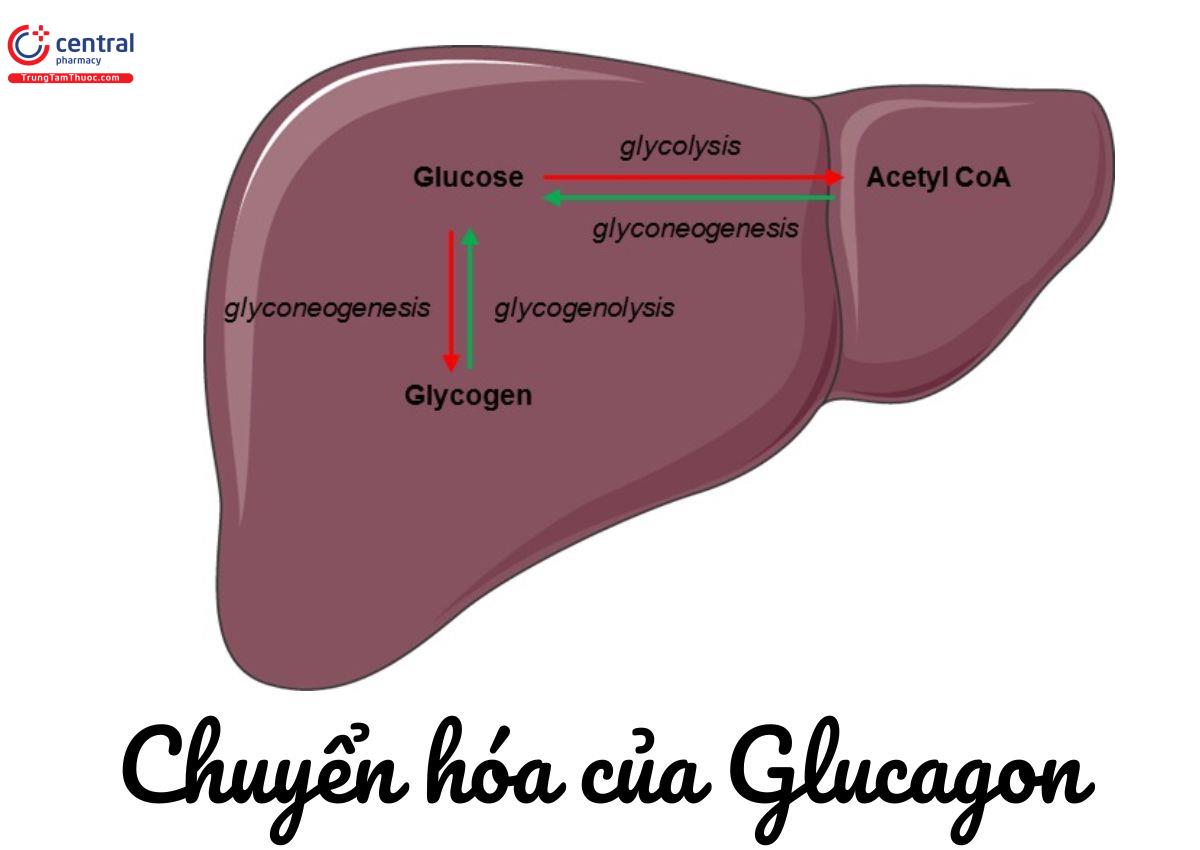 Chuyển hóa của Glucagon