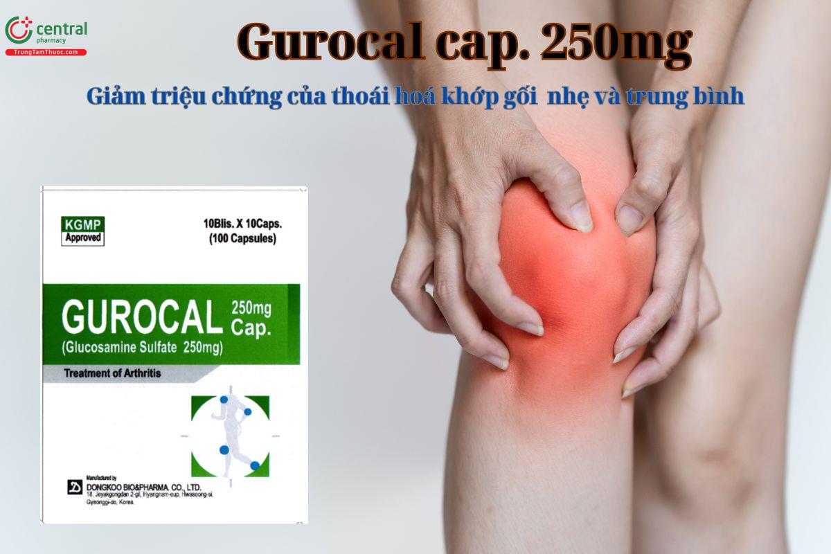 Thuốc Gurocal Cap. 250mg giảm các triệu chứng của thoái hoá khớp gối