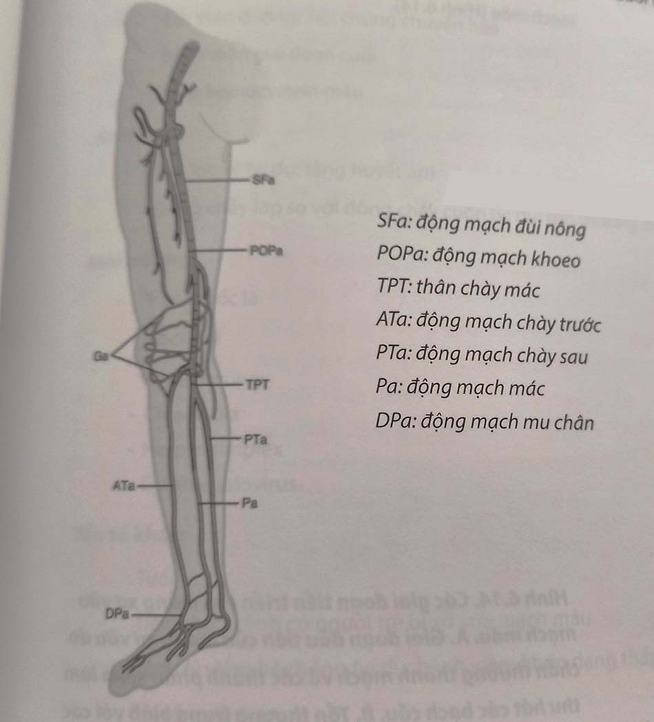 Hình 6.13. Giải phẫu động mạch chi dưới