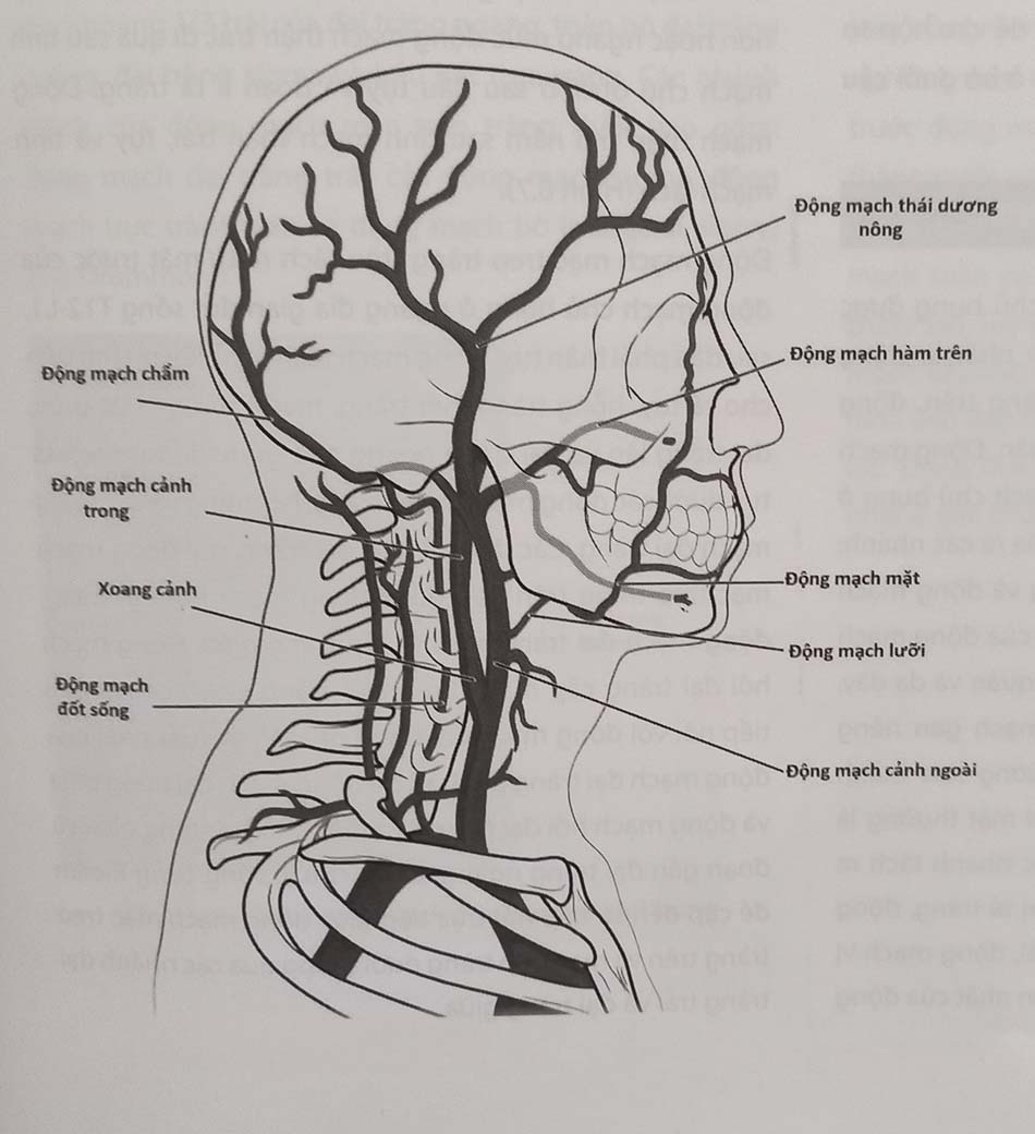 Hình 6.5. Các động mạch cấp máu cho não đoạn ngoài và trong sọ và các động mạch liên quan