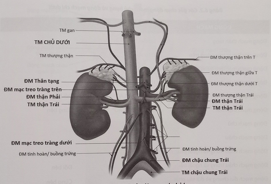 Hình 6.7. Các nhánh của động mạch chủ bụng ở dưới cơ hoành