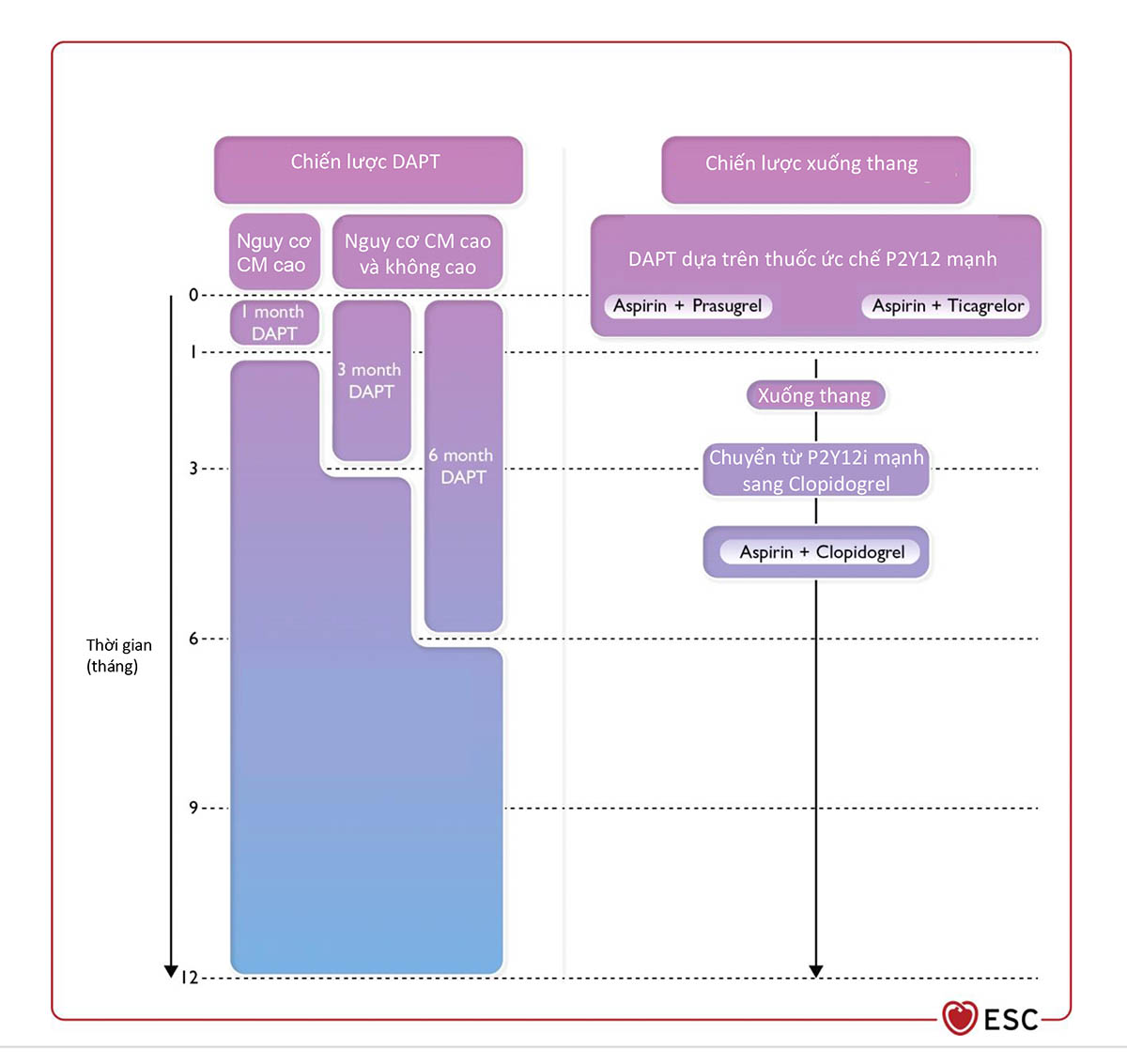 Hình 11 Chiến lược kháng tiểu cầu thay thế để giảm nguy cơ chảy máu trong 12 tháng đầu sau HCVC