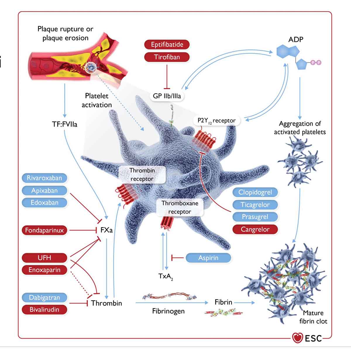 Hình 9 Điều trị chồng huyết khối ở BN HCVC: Đích tác dụng của thuốc