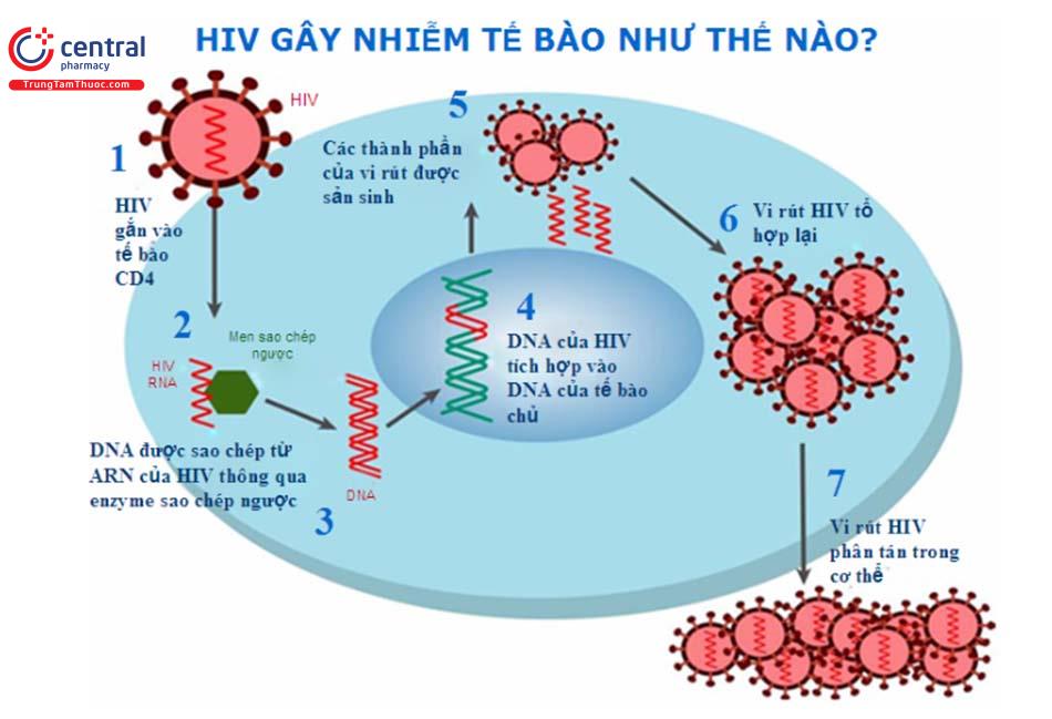 Quá trình HIV nhân lên trong cơ thể con người