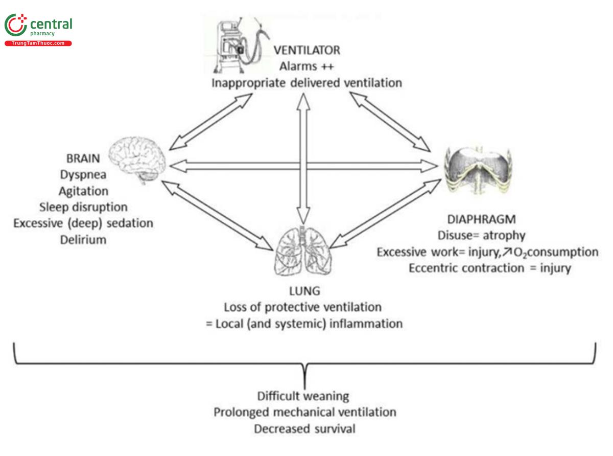 Hình 1. Sự tương tác giữa các cơ quan và máy thở liên quan đến sự mất đồng bộ và hậu quả của chúng.