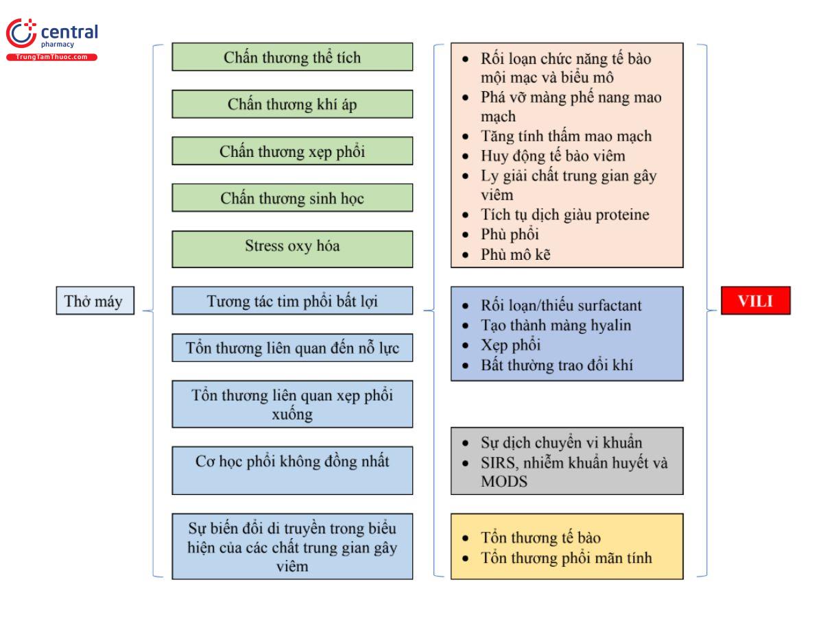 Hình 1: Căn nguyên của tổn thương phổi do máy thở