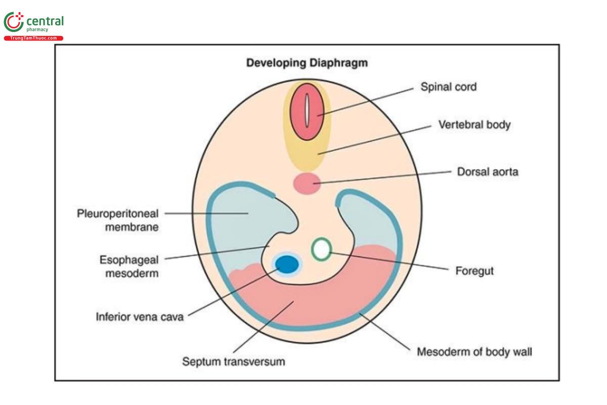 Hình 10.1: Hình vẽ minh họa cơ hoành đang phát triển. Lưu ý, cơ hoành được hình thành bởi sự hợp nhất của vách ngang, màng phúc mạc-màng phổi, trung bì của thành cơ thể và trung bì thực quản, với gân trung tâm chủ yếu được hình thành từ vách ngang.
