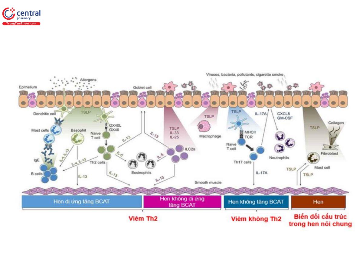 Hình 2. Vai trò của TSLP trong việc thúc đẩy cơ chế gây bệnh ở các dạng hen khác nhau. Trong tình trạng viêm tăng  bạch cầu ái toan dị ứng, TSLP bắt đầu các con đường liên quan đến Th2, basophils và tế bào mast để thúc đẩy tăng  bạch cầu ái toan trong đường thở. Trong bệnh viêm bạch cầu ái toan không dị ứng, TSLP kích hoạt các tế bào lympho ILC2s góp phần làm tăng bạch cầu ái toan trong đường thở. Các cơ chế cơ bản của viêm không tăng bạch  cầu ái toan cần được làm sáng tỏ thêm nhưng các quá trình liên quan đến TSLP liên quan đến Th17 tế bào lympho  và bạch cầu trung tính dường như có liên quan. TSLP cũng làm trung gian cho các cơ chế cấu trúc góp phần vào  việc tái tạo đường thở, liên quan đến tế bào cơ và nguyên bào sợi đường thở [48] 
