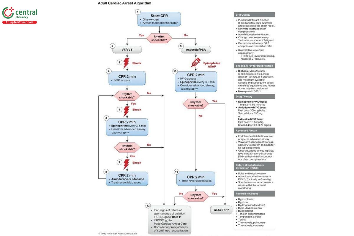 HÌNH 21.2 Lưu đồ thuật toán của Hiệp hội Tim mạch Hoa Kỳ cho ACLS. In lại với sự cho phép của Circulation. 2020; 142:S366–S468 © 2020 Hiệp hội Tim mạch Hoa Kỳ, Inc