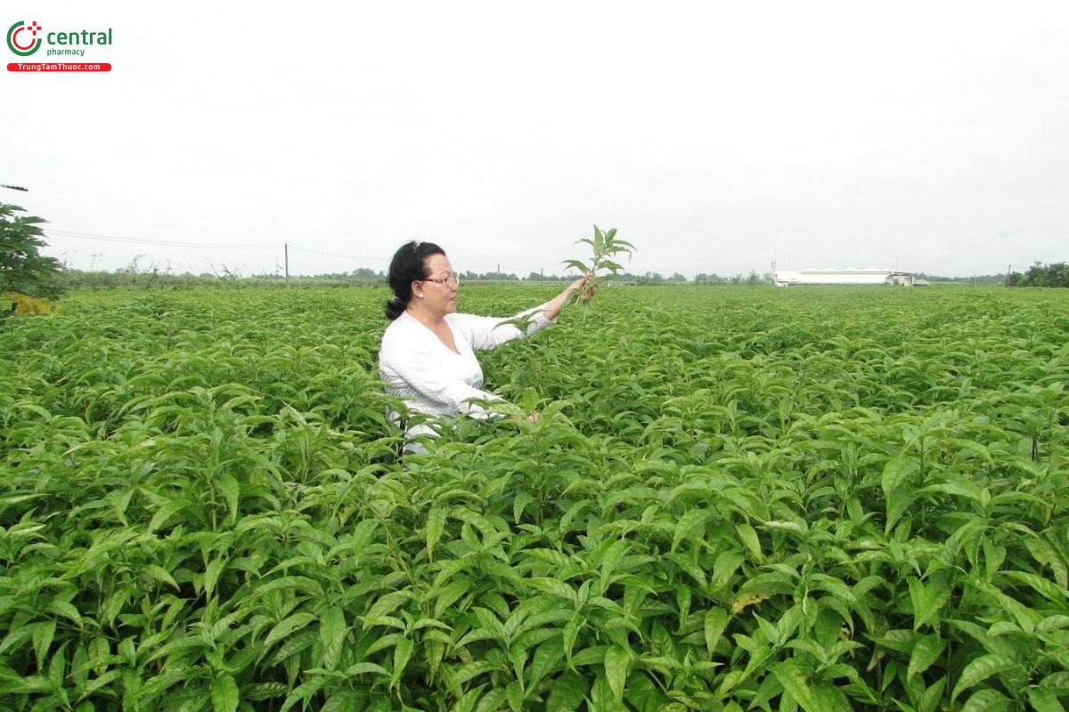 Công ty TNHH Hoàn Ngọc 7 Nga Tây Ninh