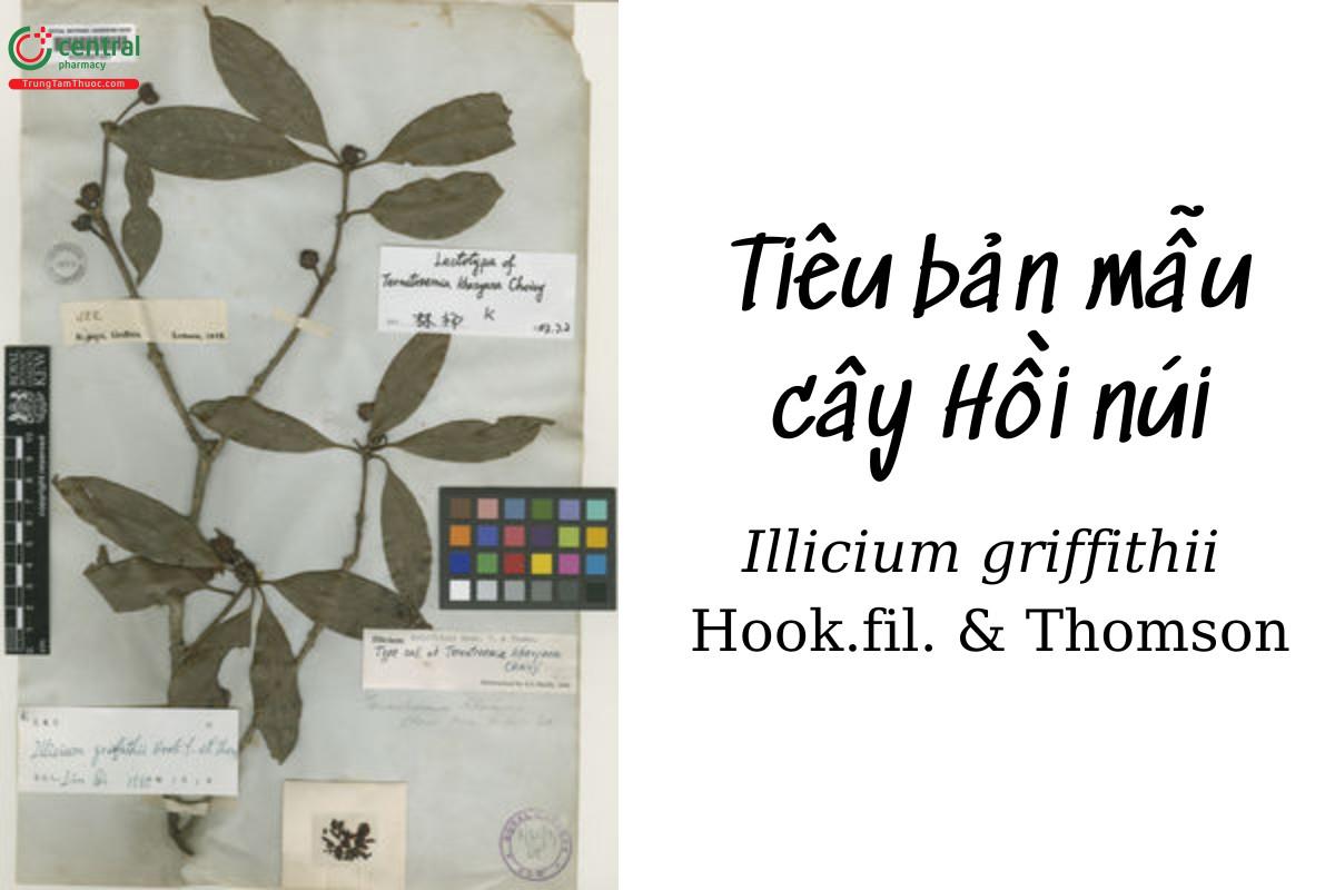 Hồi núi