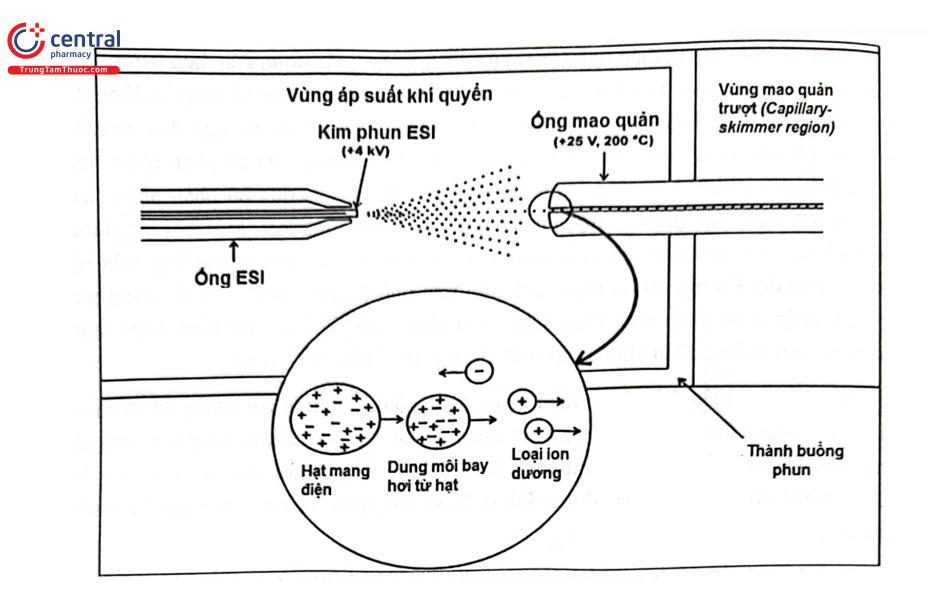 Hình 2.15. Sơ đồ mô tả nguyên lý ion hóa bằng kỹ thuật ESI chế độ phân cực ion dương 