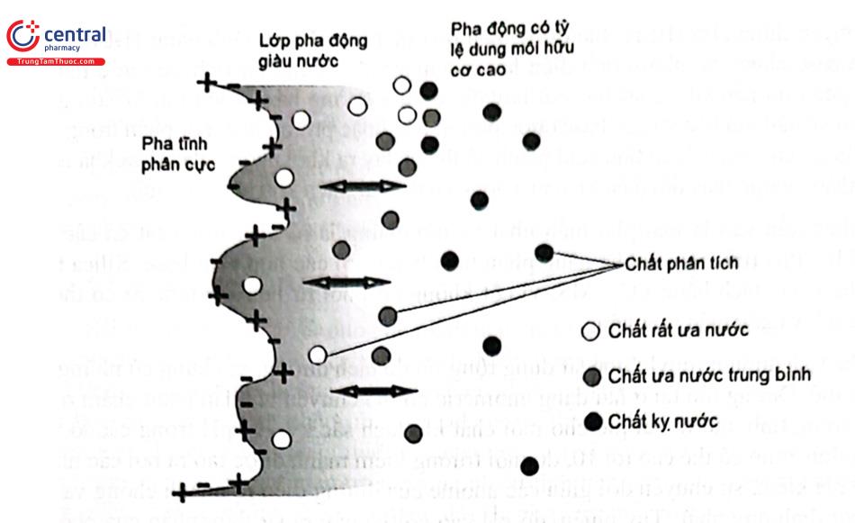Hình 2.26. Sơ đồ mô tả quá trình rửa giải trong HILIC 