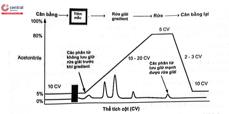 Hình 2.7. Minh họa các bước rửa giải gradient pha động trong HPLC