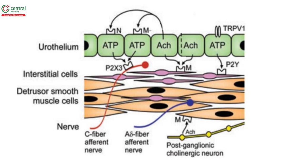 Hình 1. Vị trí các sợi thần kinh hướng tâm Aδ-fiber và C-fiber.  Nguồn: Meng (2012) [12]