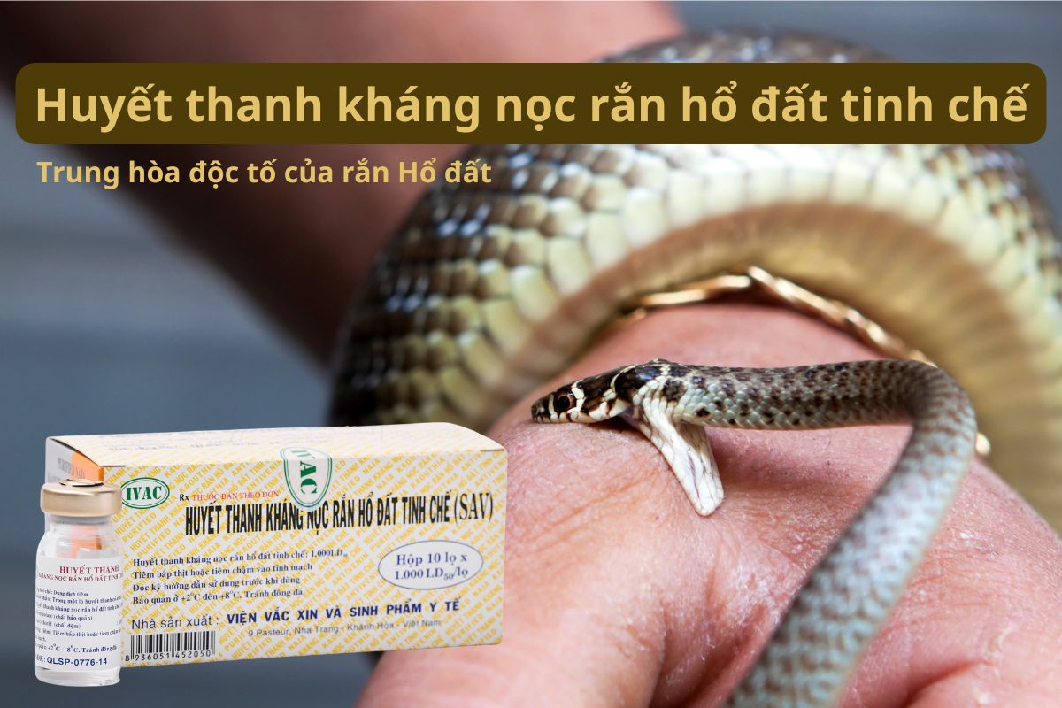 Huyết thanh kháng nọc rắn hổ đất tinh chế có tác dụng trung hòa độc tố của rắn Hổ đất