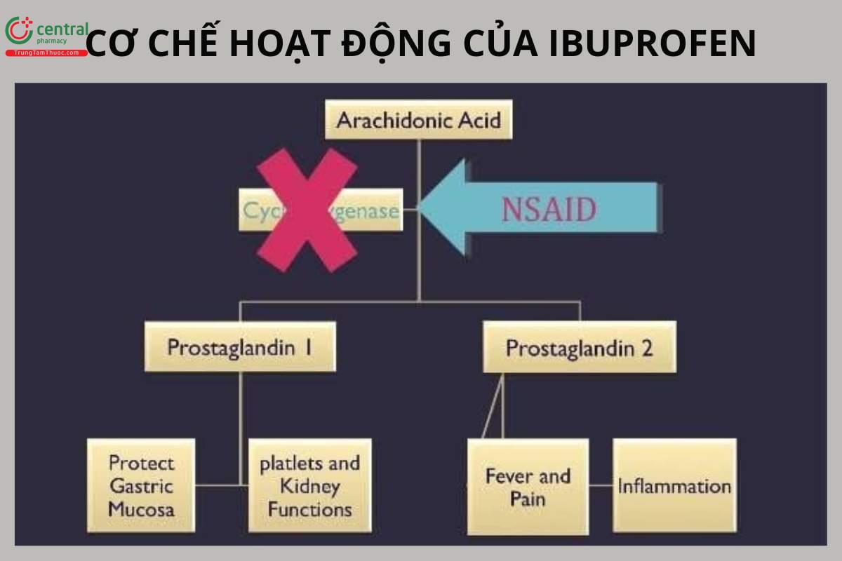 Cơ chế hoạt động của Ibuprofen