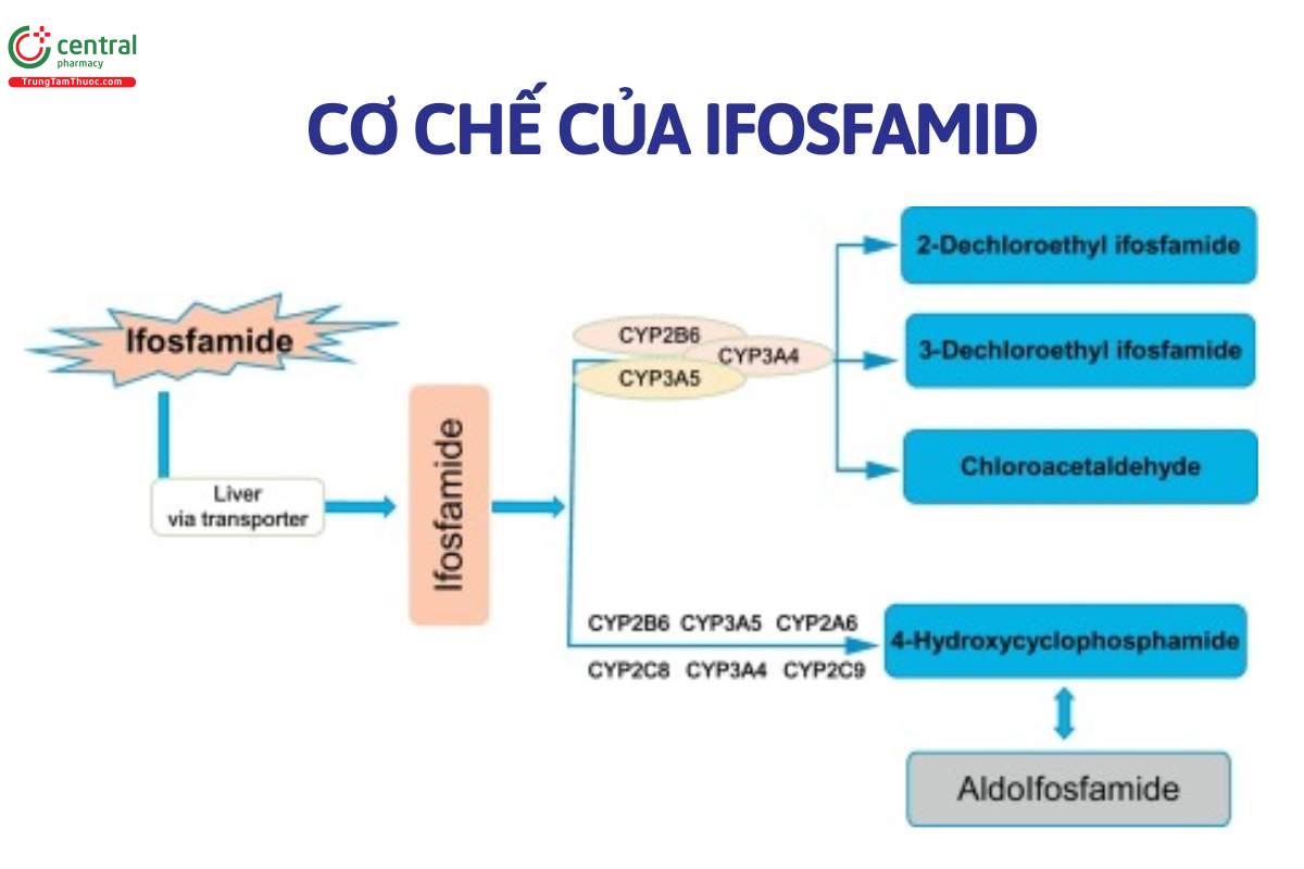 Cơ chế của Ifosfamid