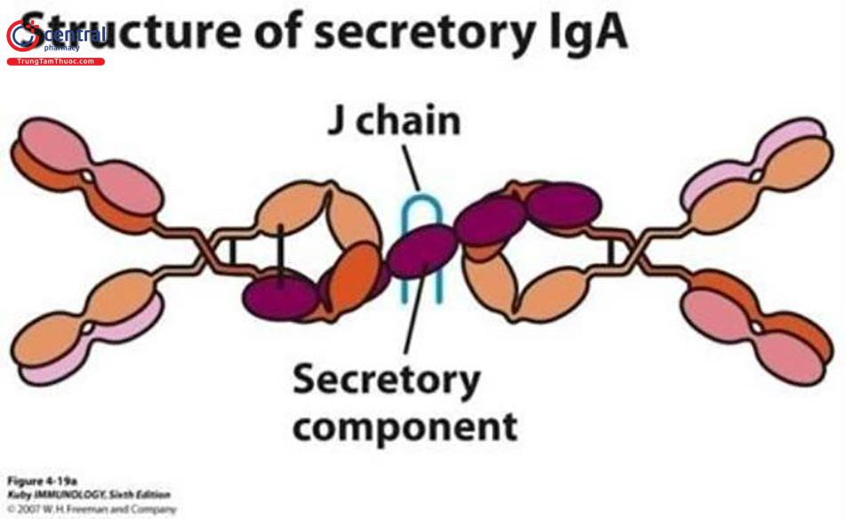 Cấu trúc của kháng thể IgA