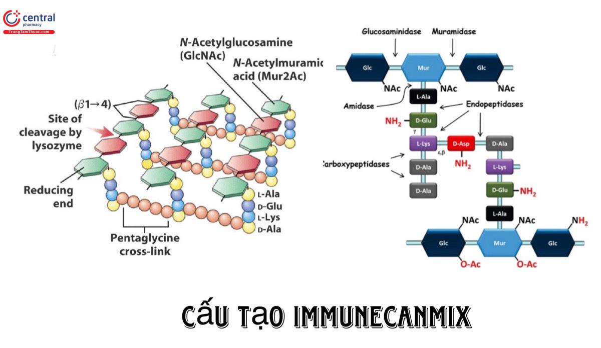 Cấu tạo Immunecanmix
