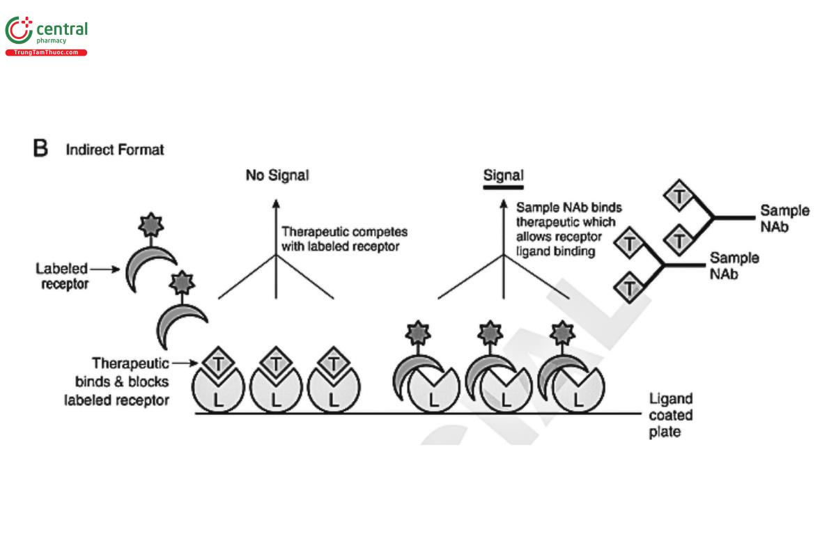 Figure 2B. Indirect CLBA format: In this assay format example, the ligand is coated on the plate, and the therapeutic competes with the labeled receptor for binding to the ligand. When NAb is present in test samples, it binds to the therapeutic and the neutralized therapeutic is unable to bind to the ligand; therefore, the signal will increase because the labeled receptor is now able to access and bind to the ligand.