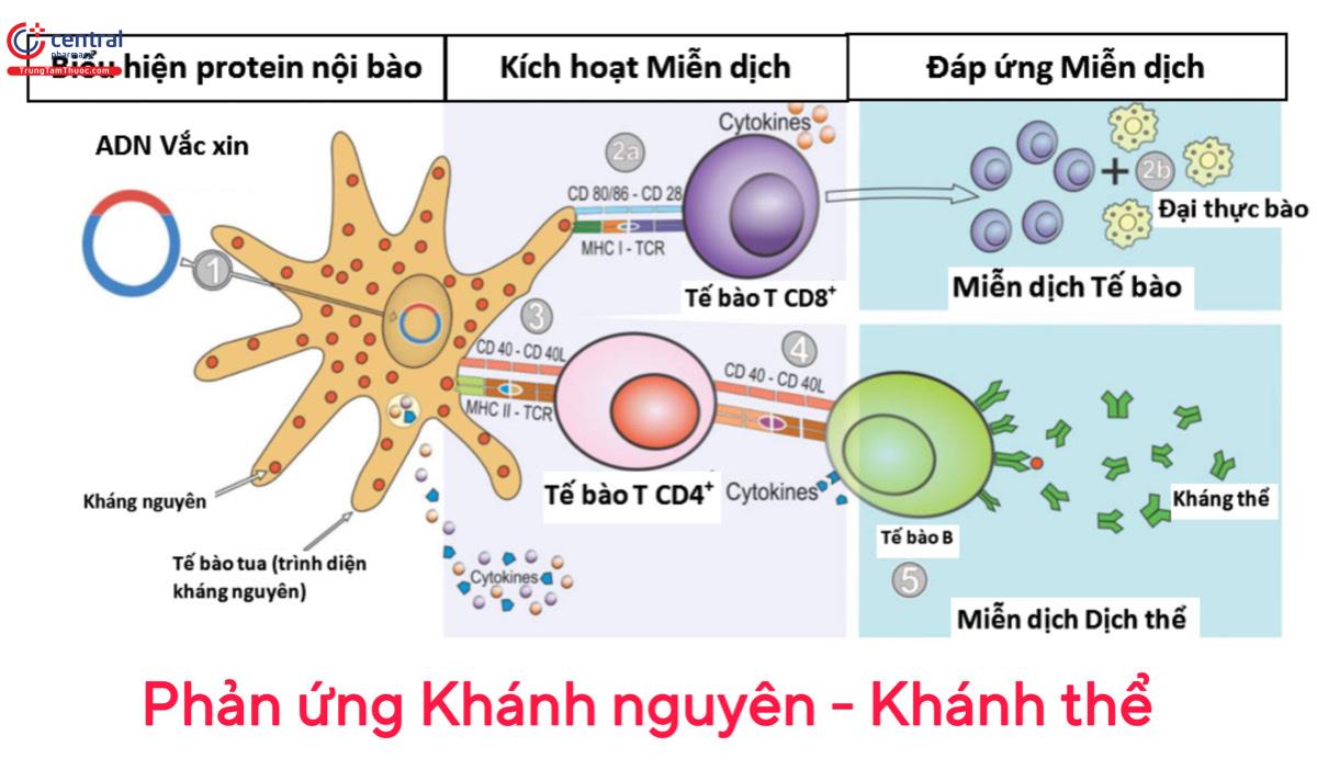 Phản ứng Kháng nguyên - Kháng thể