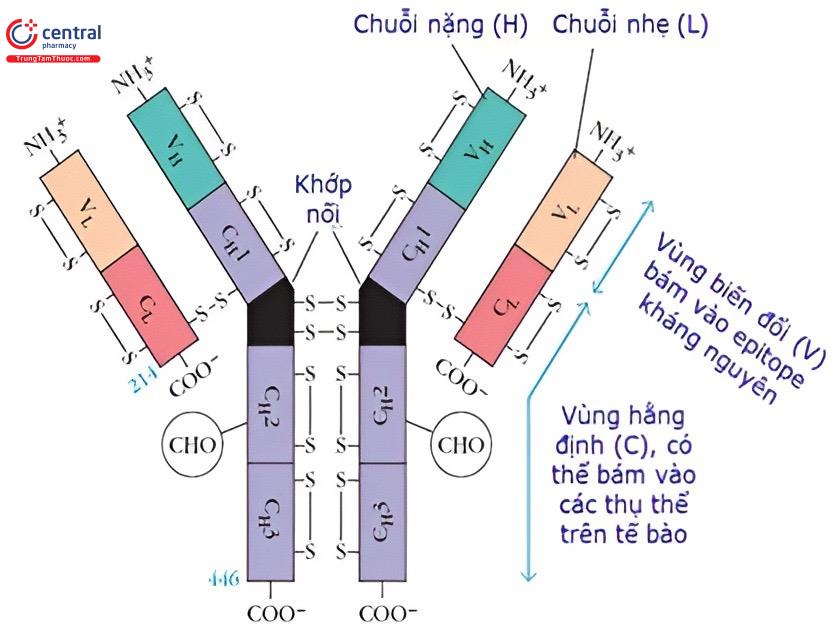 Cấu trúc Immunoglobulin G