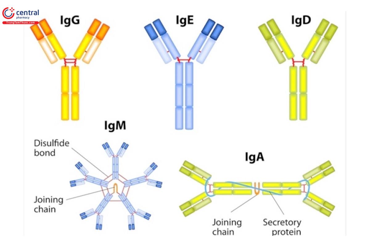 Immunoglobulin miễn dịch ở người