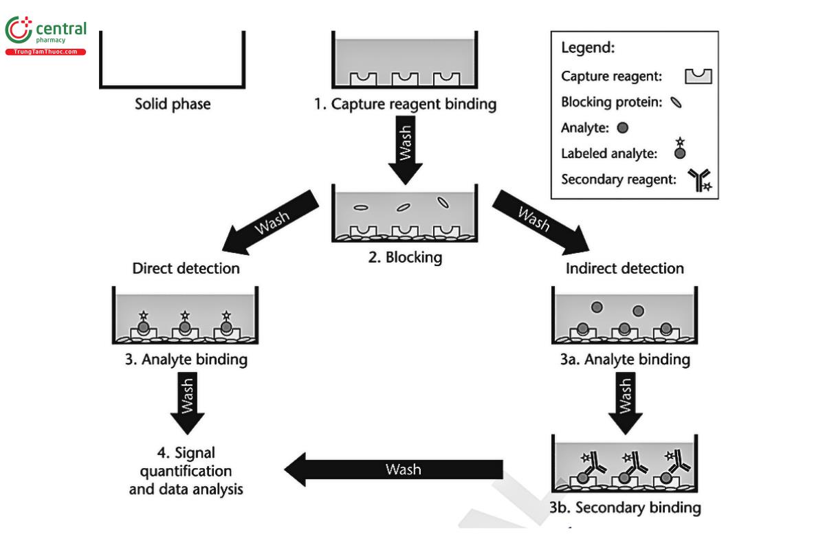Figure 1. Essential steps for performing an ELISA.1