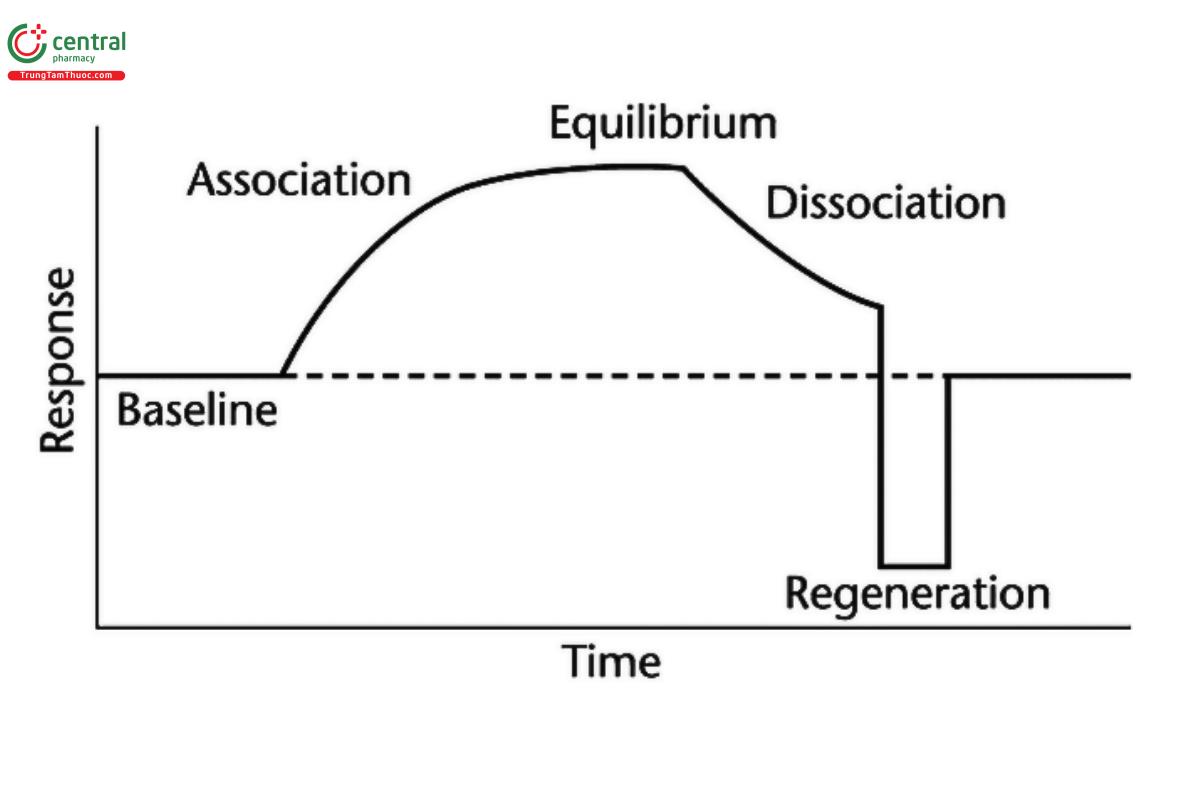 Figure 1. Representative sensorgram.