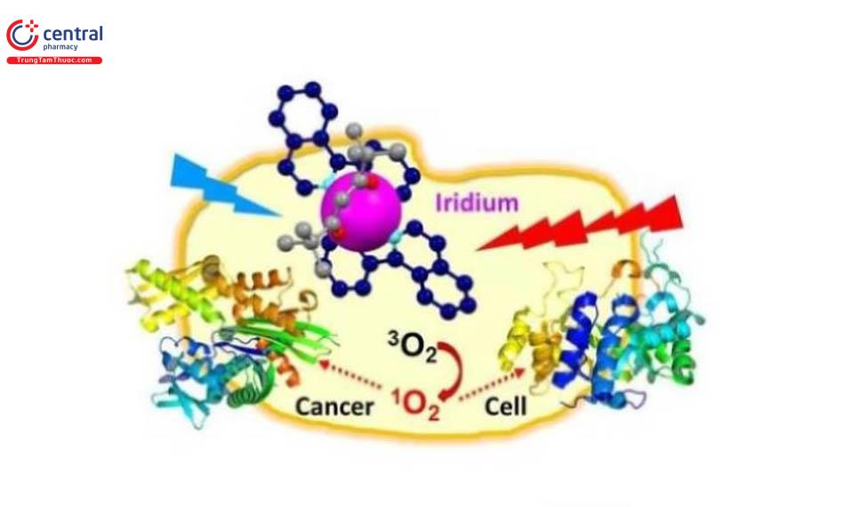 Cơ chế tấn công của Iridium vào các tế bào ung thư
