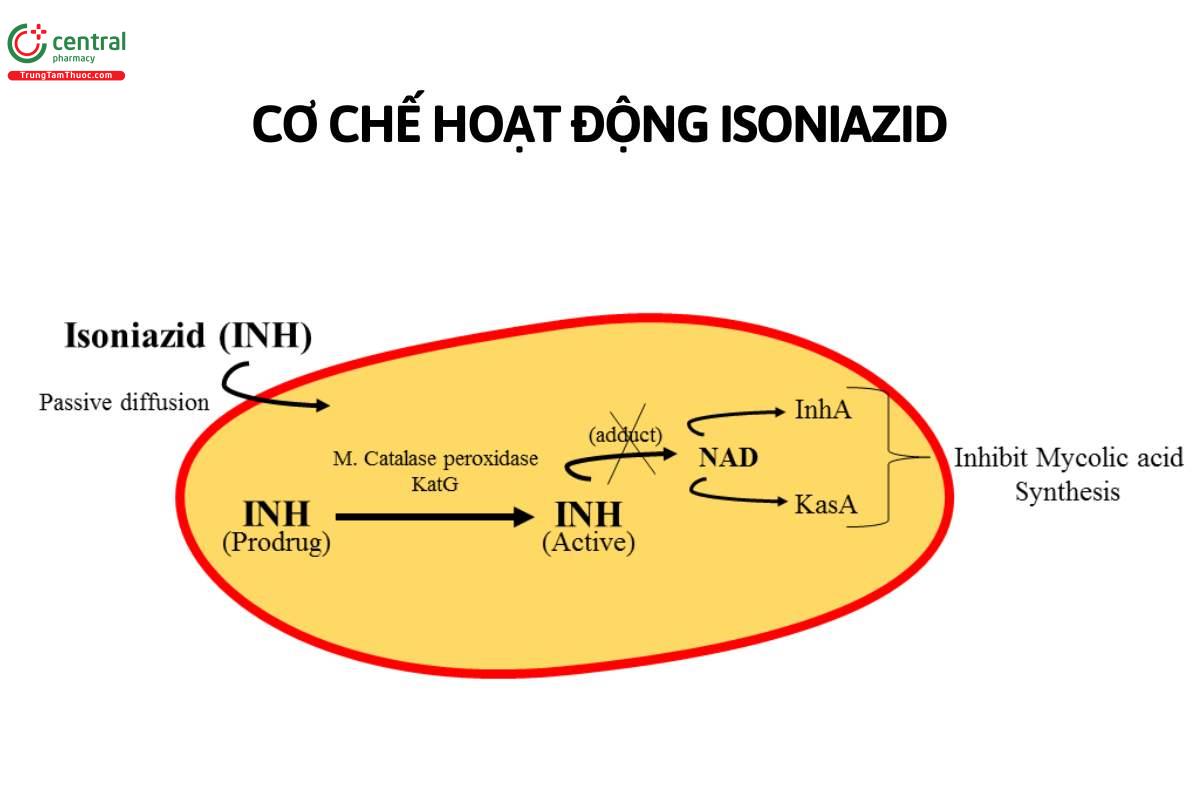 Cơ chế hoạt động Isoniazid