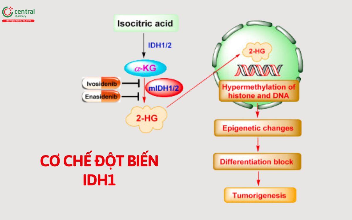 Cơ chế thuốc Ivosidenib