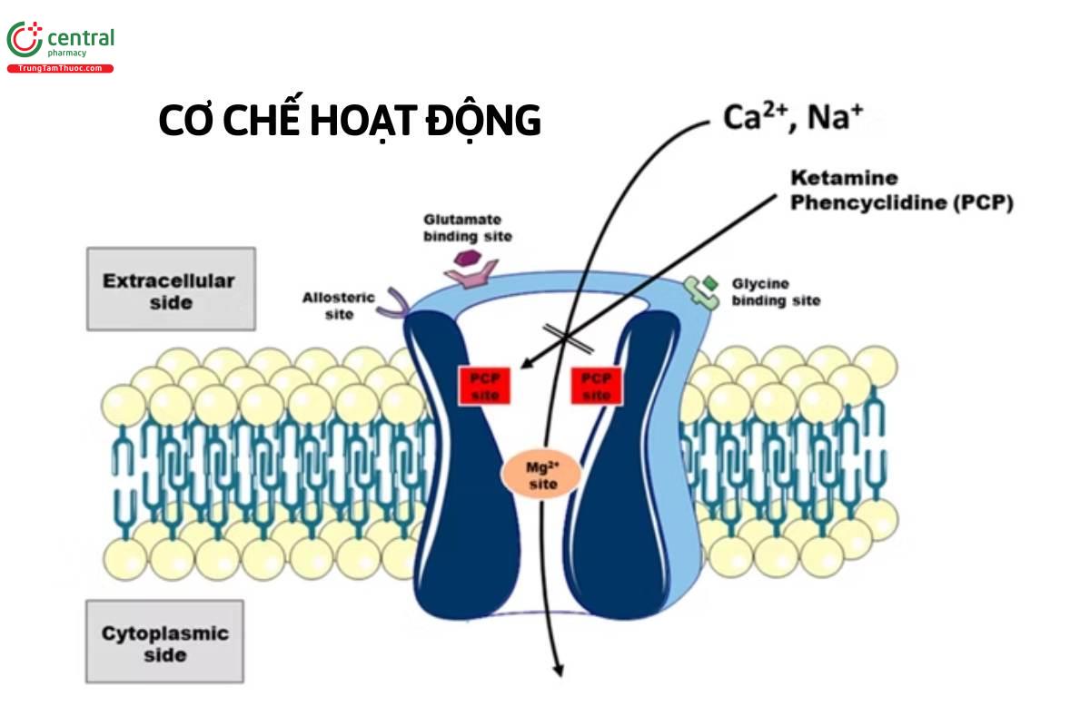 Cơ chế hoạt động của Ketamine