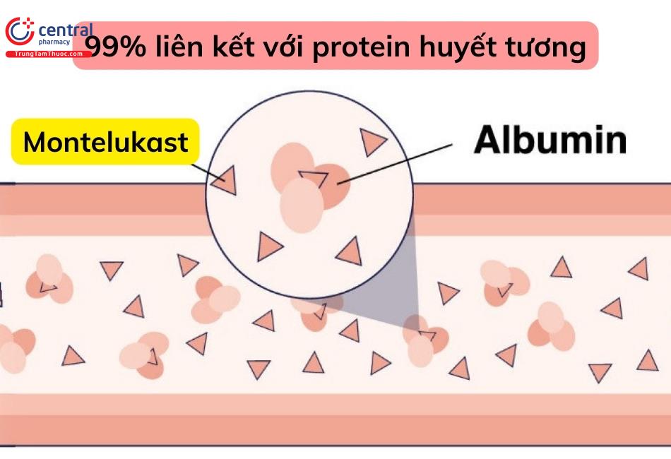 Montelukast có tỷ lệ liên kết với protein huyết tương là 99%