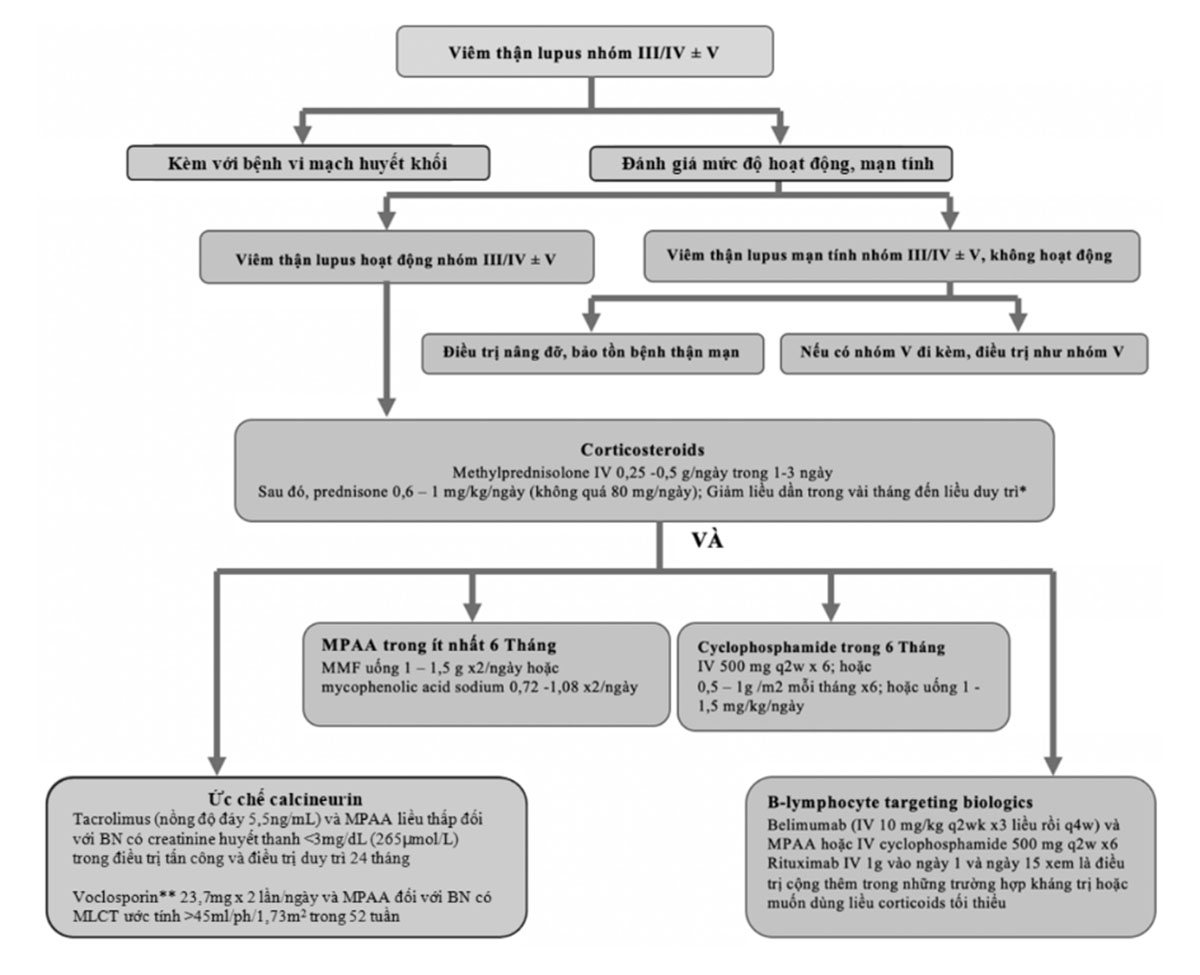 Hình 4. 9. Các phác đồ điều trị tấn công đối với viêm thận lupus hoạt động nhóm III/IV